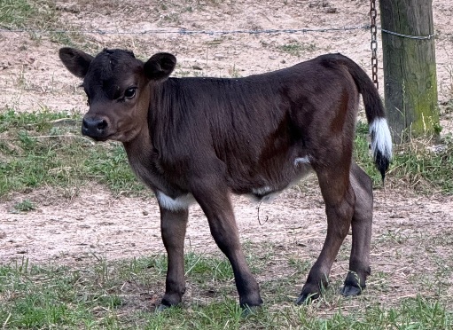 24-J-31 A2/A2 mini jersey cross heifer calf